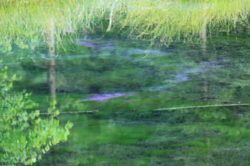 lake in the deep forest