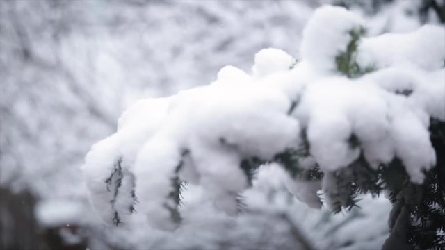 Snowy pine tree in 2018 december
Location: Hungary, Budapest
Recorded with a Canon 6D (2.8 70-200mm)