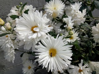 Obraz premium flower