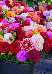 Bright bunches of colorful pompom dahlia flowers at the market