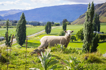 Naklejka premium New Zealand Sheep Roys Peak Track