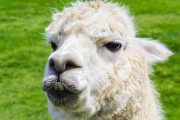 Obraz premium New Zealand Alpaca