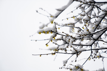 Snowscape of West Lake in Hangzhou