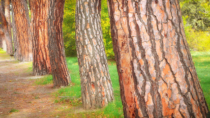 TRONCOS DE ÁRBOLES EN FILA EN EL PASEO DEL PARQUE 