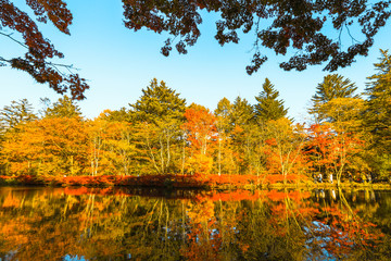 Beautiful Japan autumn at Kumoba Pond or Kumoba ike of Karuizawa ,Nagano Prefecture Japan.