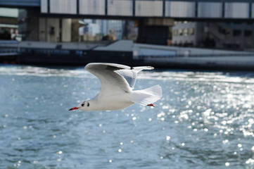 羽ばたくカモメ