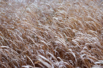 Background of dry, yellow, brown grass covered with white snow on a frosty winter day.