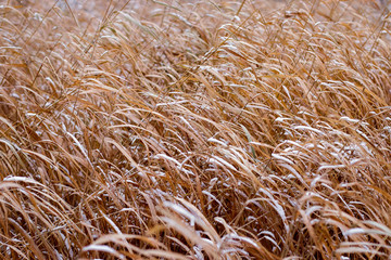 Background of dry, yellow, brown grass covered with white snow on a frosty winter day.