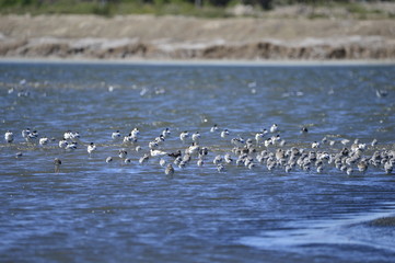 The birds of the sea