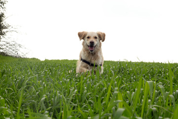 golden retriever running in a natural background of green grass and beauty blurred bokeh