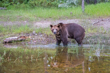 Grizzly Bear walking into Water with Nice Reflection
