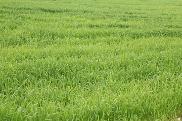 green wheat field