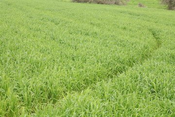 field of wheat