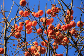 たくさん実をつけた柿の木(宮城県)