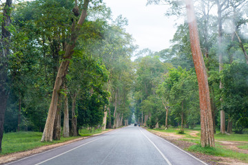 Obraz premium big tree side of road to Angkor