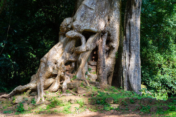 Fototapeta na wymiar big root of tree in the park
