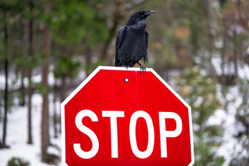 Black Raven Bird Perched on Red 