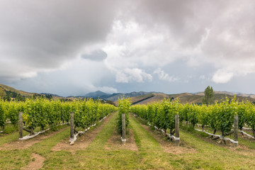 Fototapeta na wymiar stormy sky above rows of grapevine growing in New Zealand vineyard 