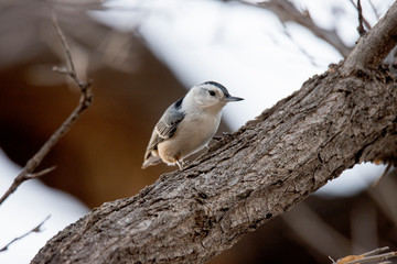 Small bird looking for food