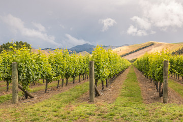 Fototapeta na wymiar rows of grapevine in New Zealand vineyard with dramatic stormy sky