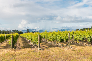 Fototapeta na wymiar rows of grapevine in vineyard with sky and copy space
