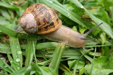 A common garden snail on lawn grass