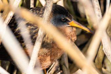 Virginia Rail walking through a wetlands