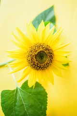 Obraz premium a beautiful sunflower on a yellow background