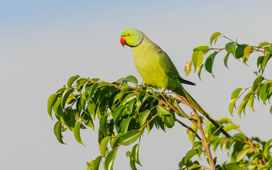 A Male Ringnecked Parakeet