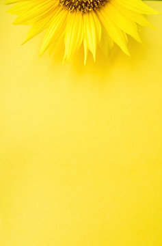 a beautiful sunflower on a yellow background