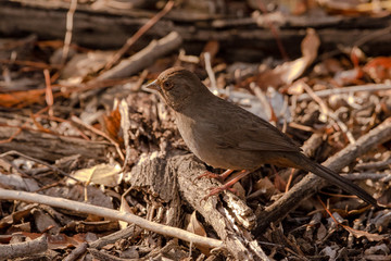 California Towhee looking for food on forest floor.