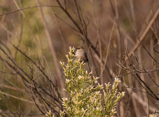 Bushtit bird in search of food on a native plant in California. 