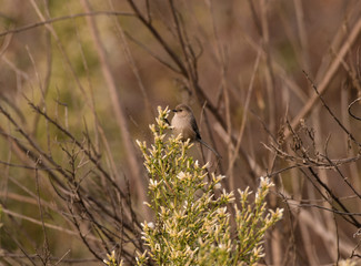 Bushtit bird in search of food on a native plant in California. 