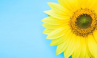 Rolgordijnen a beautiful sunflower on a blue background © WR.LILI