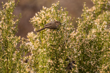 Bushtit bird in search of food on a native plant in California. 