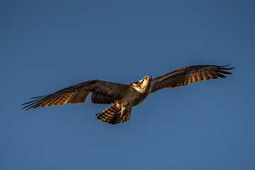 Osprey in flight with wings spread and eyes aglow.