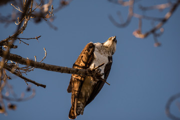 Osprey in a tree on a branch
