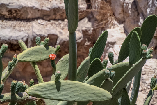 Sabra cactus plant, named after Israeli person, located in Jerusalem, Israel