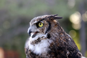 Wildlife