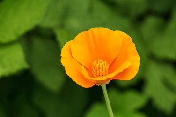 Beautiful flower in the garden with green background.