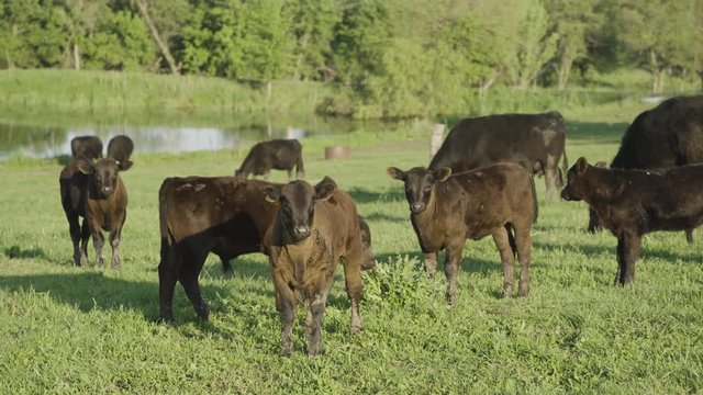 Brown calves in field, close up