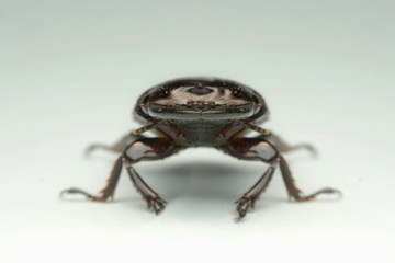 Old-sculptured stag beetle isolated on white background.Close-up photography, macro body of black beetle,