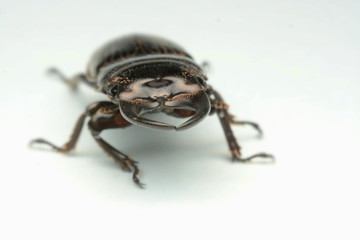 Old-sculptured stag beetle isolated on white background.Close-up photography, macro body of black beetle,