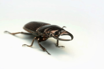 Old-sculptured stag beetle isolated on white background.Close-up photography, macro body of black beetle,