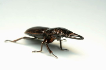 Old-sculptured stag beetle isolated on white background.Close-up photography, macro body of black beetle,