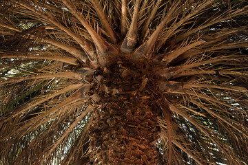 copa de una palmera
