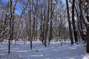 札幌の森林公園の歩くスキーコースの風景