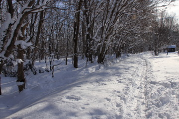 札幌の森林公園の歩くスキーコースの風景