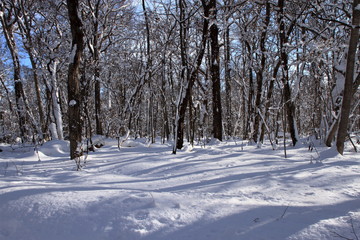 札幌の森林公園の歩くスキーコースの風景