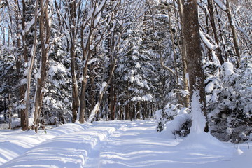 札幌の森林公園の歩くスキーコースの風景